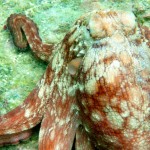 octopus-11.jpg