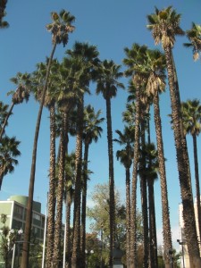 a palm trees santiago