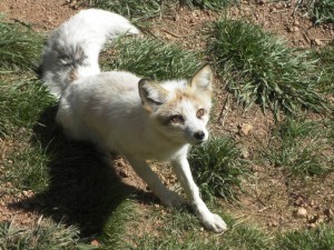 a Fox rescued from a fur farm